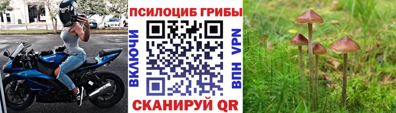 Купить закладки  Тула  Псилоцибиновые грибы Psilocybe 